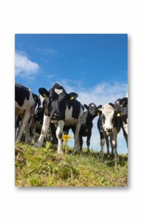 Low angle view of cows against sky