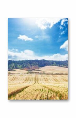 Harvested cereal field is being shown in flat design with stubble rows, wooded hills, clouds, sun