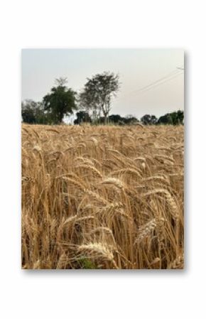 wheat farm