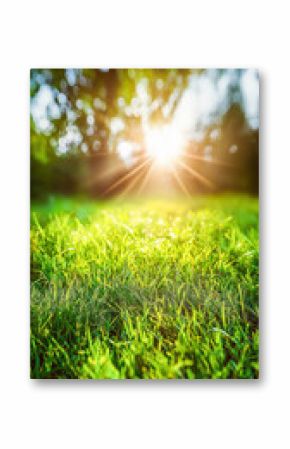 Nature background with juicy green grass on a sunny day