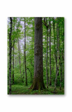 Late springtime deciduous forest with fresh green rich trees around
