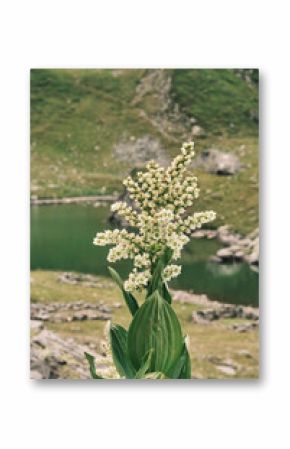 Stunning alpine flower in full bloom, set against the backdrop of a serene mountain lake.  Perfect for nature, travel, and botanical projects.