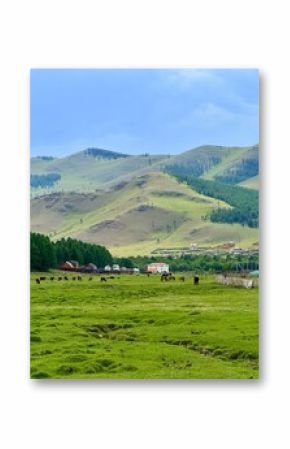 Grazing livestock and nomadic yurts on Mongolian steppe near Ulaanbaatar, captured during a horse riding tour