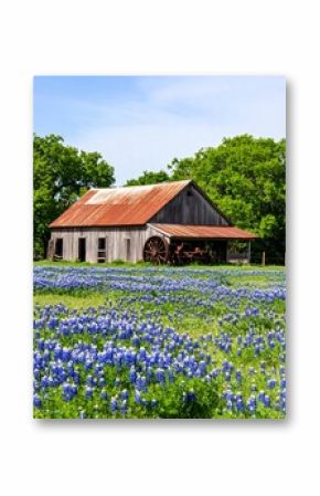 Rustic barn in a field of bluebonnets