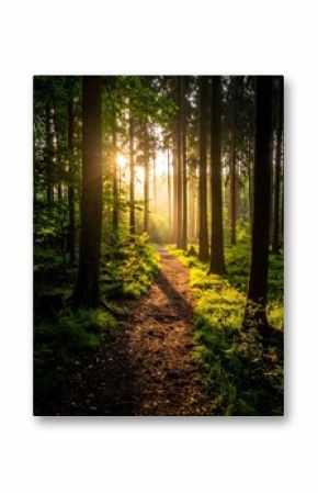 Sunlit forest path (3)