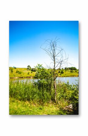 A dry tree near a lake in the reeds against the background of a bright blue sky.