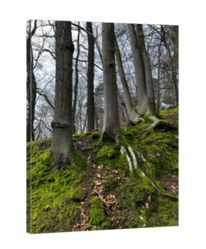 Tree roots in the forest of Bevergern, Germany