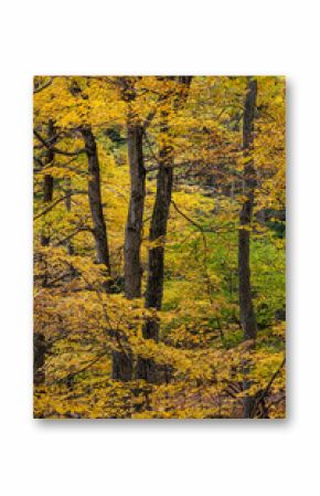 The trunks of maple trees surrounded by yellow autumn foliage