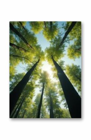 Sunlight Filtering Through Lush Green Trees in Tranquil Forest
