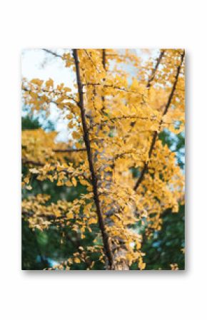 yellow ginkgo leaves against blue sky. Colorful falling foliage in the garden, natural background banner for Autumn season and seasonal change concept