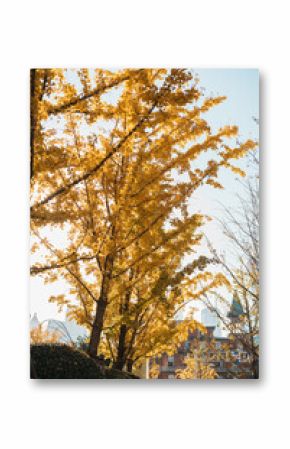yellow ginkgo leaves against blue sky. Colorful falling foliage in the garden, natural background banner for Autumn season and seasonal change concept