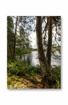 Serene forest lake surrounded by tall pine trees, with calm waters reflecting the greenery. Sunlight filters through the branches, casting soft shadows on the mossy ground.