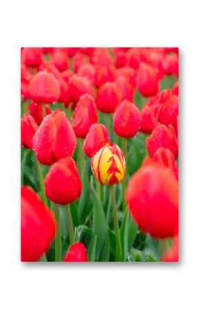 Famouse dutch red tulip field with rows in sunny day with blue sky