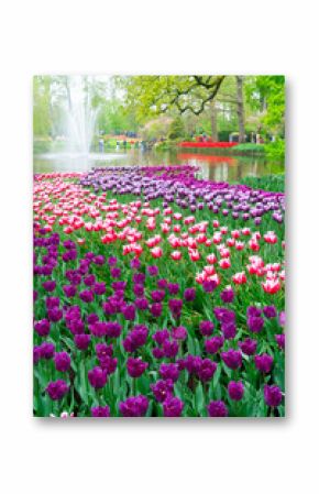 Famouse dutch multicolored tulip field with rows in sunny day with trees in background