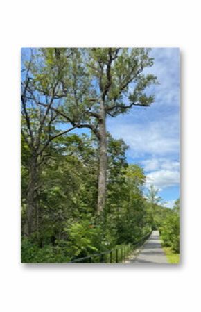 Easy to walk on pathway in Bronx river Parkway Reservation, New York