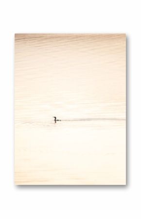 Seabird