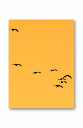 A flock of birds flying in the sky against a backdrop of a bright orange sky