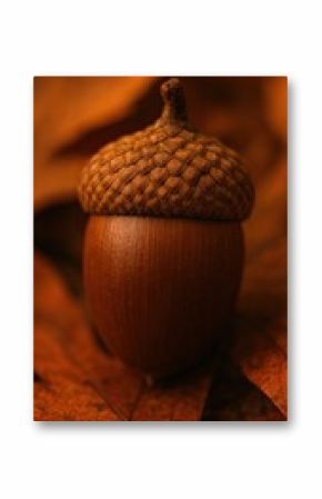 Acorn resting on autumn leaves.