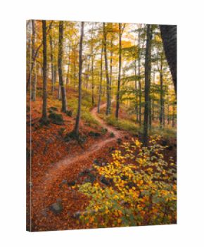 Autumn beech forest path in Hungary with warm fall colours