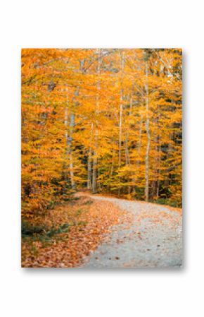 Up State New York in the Adirondack State Park during peak Fall Autumn season with golden maple leaves along the Hudson river. Trail up the Indian Head Lake view point.