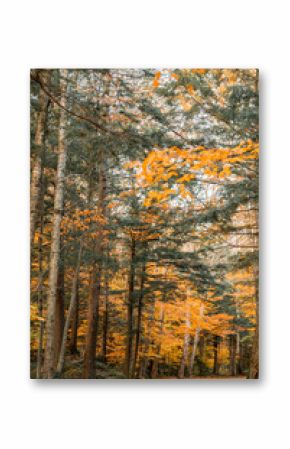 Up State New York in the Adirondack State Park during peak Fall Autumn season with golden maple leaves along the Hudson river. Trail up the Indian Head Lake view point.