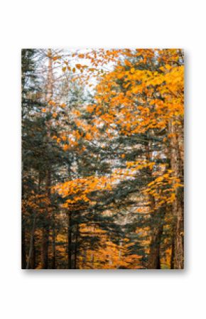 Up State New York in the Adirondack State Park during peak Fall Autumn season with golden maple leaves along the Hudson river. Trail up the Indian Head Lake view point.