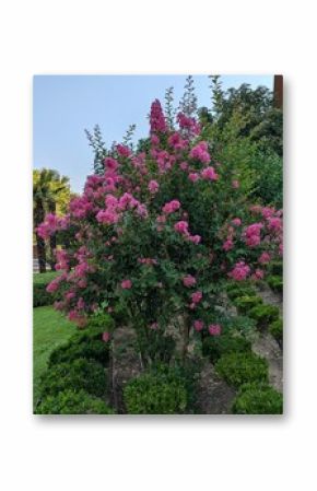 Arbusto Lagerstroemia en jardín de parque público 