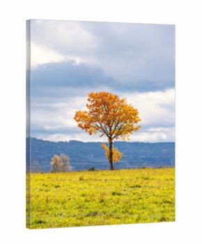 Solitary tree on a meadow at autumn