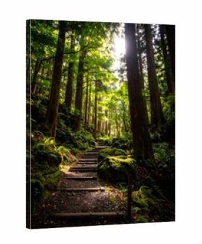 Lush forest path with stairs