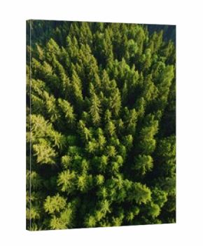 Dense forest canopy from above (1)