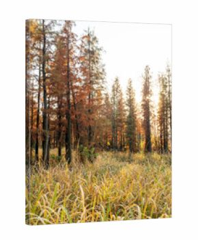 Beautiful colorful forest landscape in autumn season