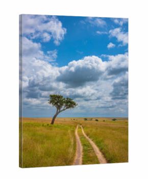 Acacia tree at Masai Mara National Reserve photographing during the day