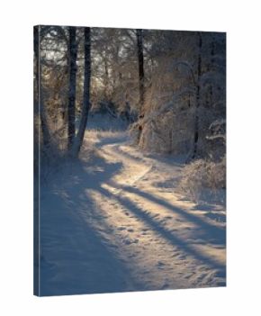 Snowy Path In Winter Forest At Sunset