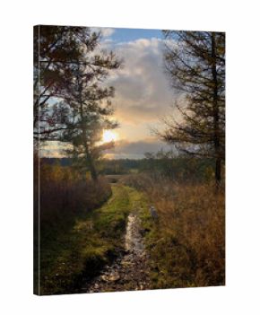 Golden sunbeams pierce autumn-laden wildwoods, reflecting a rustic path, evoking Celtic Samhain and tranquil forest baths