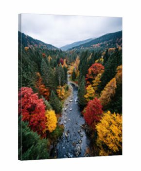 Top view of autumn forest with red and yellow trees crossed by a river, breathtaking image for fall season and foliage representation
