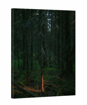 Deep within a tranquil forest, the fading light of evening filters through the towering trees, creating a mystical ambiance that highlights the rich greens of the underbrush