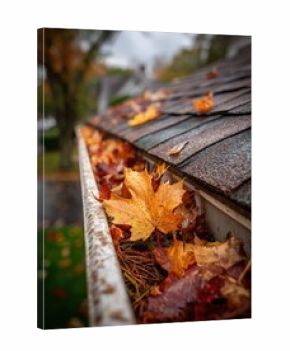 Rain gutters at a residential property show large, vibrant autumn leaves inside, alongside some pine needles, captured during an overcast afternoon