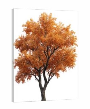 realistic photo of an *autumn tree* isolated on white background --ar 2:3