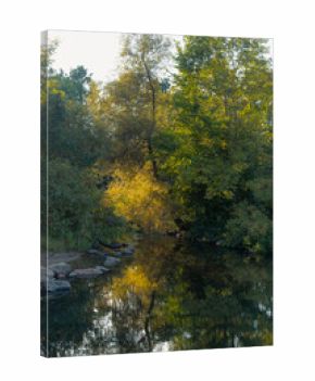 Sunlit Tree Reflections in Tranquil River