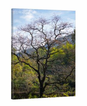A solitary old tree with bare branches reaches towards a cloudy blue sky against a backdrop of autumn foliage and distant green hills.