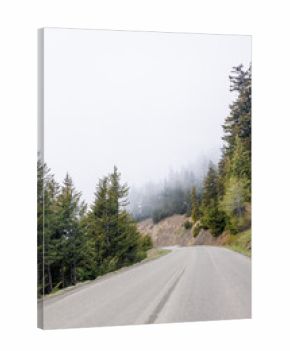Road winding through Olympic National Park surrounded by tall, dense forest
