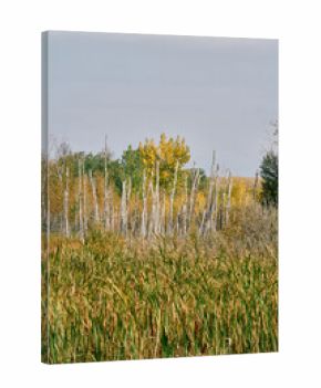 White dead tree trunks stand among green and yellow autumn trees with wetland vegetation in the foreground under a blue sky in Saskatchewan, Canada.
