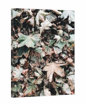 Fallen Autumn Leaves on Forest Ground