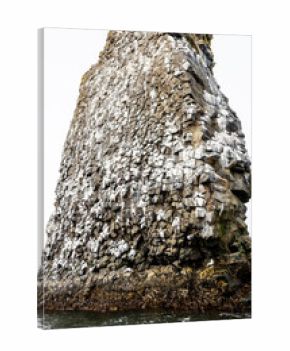 rock with sea birds colony in Pacific ocean