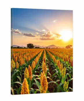 A field of vibrant sorghum plants swaying under sunlight in rural Chad.