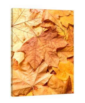 Autumn yellow maple leaves as background