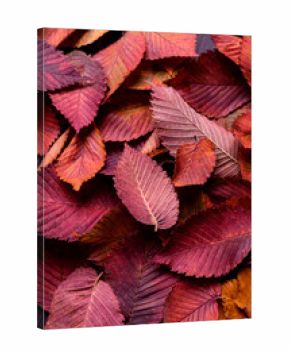 Autumn red elm leaves as background