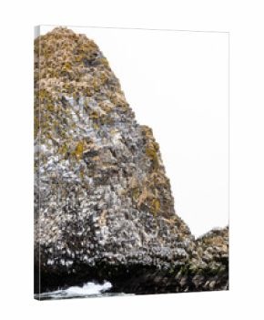 bird colony on rock of Starichkov island in Avacha