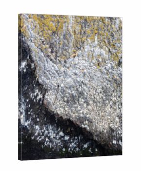 gulls on rock on Starichkov island in Avacha bay