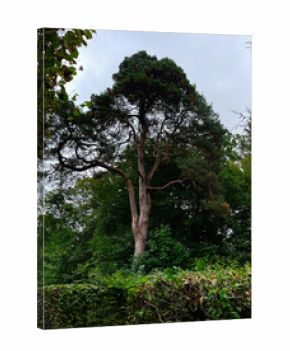 Tall pine tree towers over a lush garden in Schleissheim Palace Germany framed by hedges and dense greenery